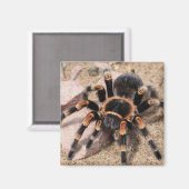 Mexikanischer Roter Knie Tarantula Spider Magnet (Vorderseite/Rückseite)