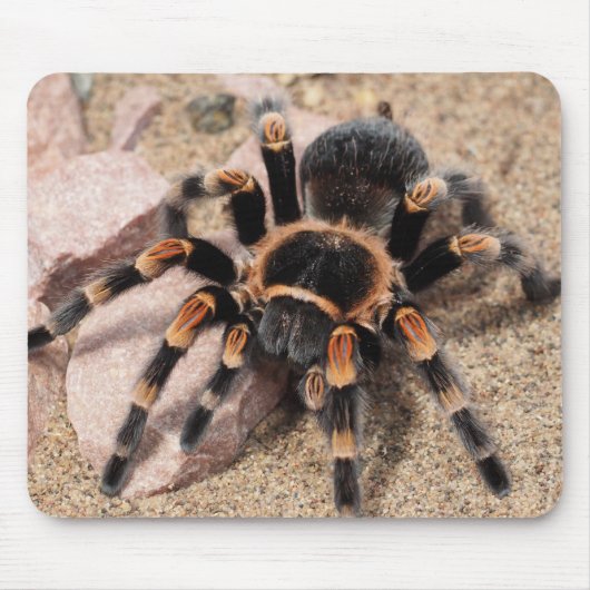 Mexikanischer Roter Knie Tarantula Spider Mousepad (Vorne)