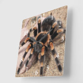 Mexikanischer Roter Knie Tarantula Spider Quadratische Wanduhr (Winkel)