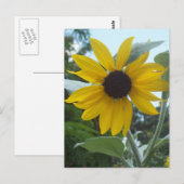 Mexikanischer Sonnenblumen Postkarte (Vorne/Hinten)