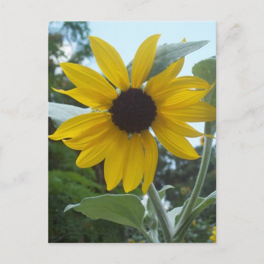Mexikanischer Sonnenblumen Postkarte (Vorderseite)