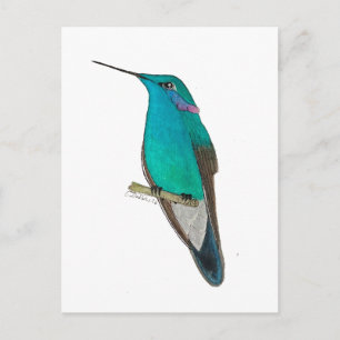Mexikanischer Veilchenohrkolibri Postkarte