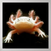 Mexikanischer Walking Fisch Poster (Vorne)