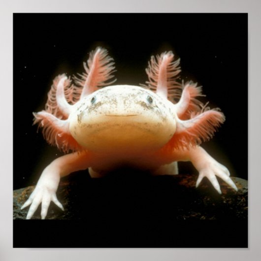 Mexikanischer Walking Fisch Poster (Vorne)