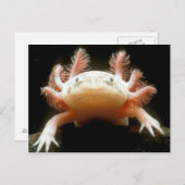 Mexikanischer Walking Fisch Postkarte (Vorne/Hinten)