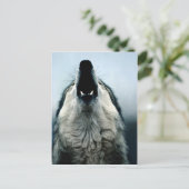 Mexikanischer Wolf, gefährdete Arten, Sonorische W Postkarte (Stehend Vorderseite)