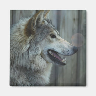 Mexikanischer Wolf Magnet