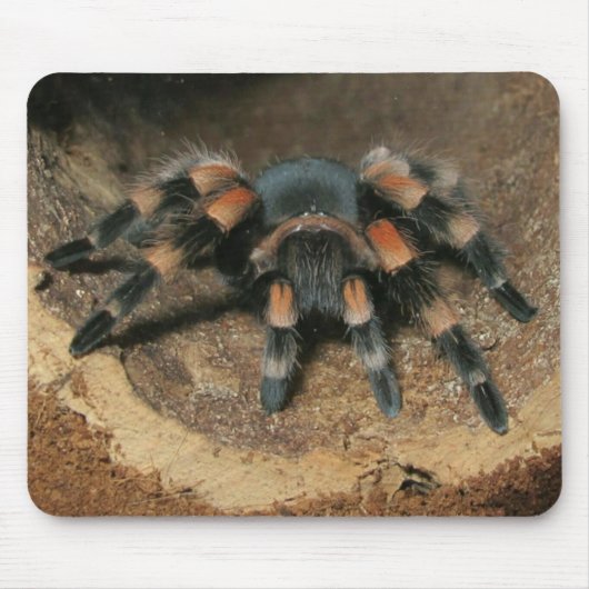 Mexikanisches Rotknie-Tarantula-Spinnenkeule Mousepad (Vorne)