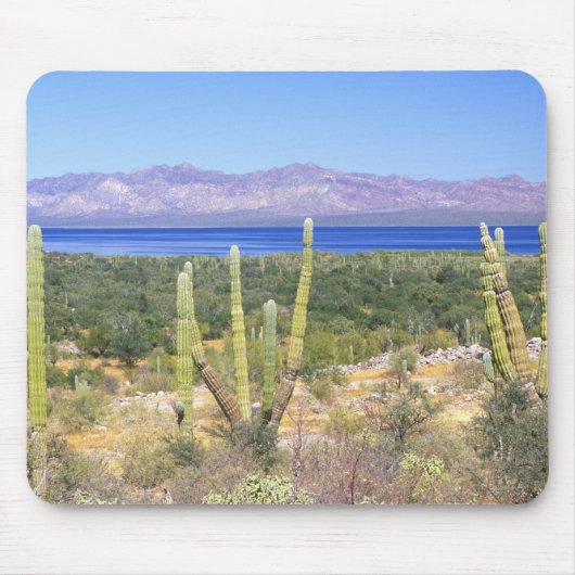 Mexiko, Baja California Sur, Cardon Cactus Mousepad (Vorne)