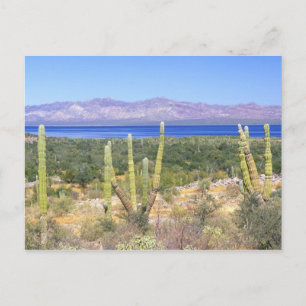 Mexiko, Baja California Sur, Cardon Cactus Postkarte