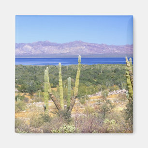Mexiko, Baja California Sur, Cardon-Kaktus bei Magnet