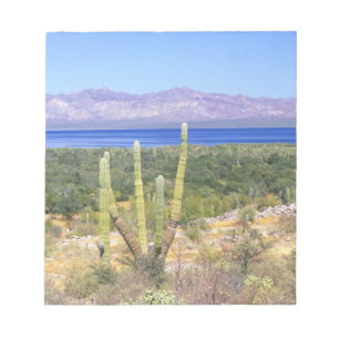 Mexiko, Baja California Sur, Cardon-Kaktus bei Notizblock