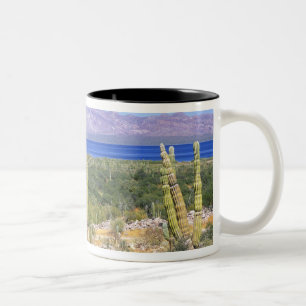 Mexiko, Baja California Sur, Cardon-Kaktus bei Zweifarbige Tasse