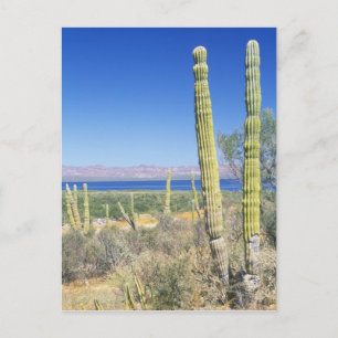 Mexiko, Baja California Sur, Mulege, Bahia Postkarte