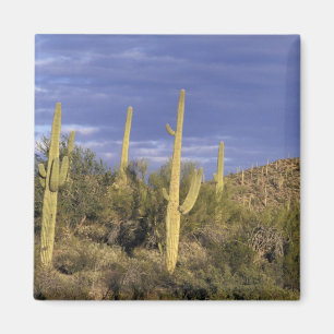 Mexiko, Baja del Norte, Catavina-Wüsten-National 2 Magnet