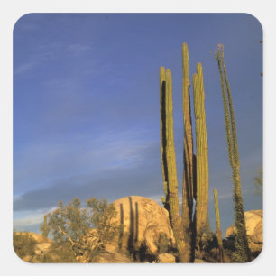 Mexiko, Baja del Norte, Catavina-Wüsten-National Quadratischer Aufkleber