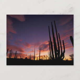 Mexiko, Baja del Norte, Wüste Catavina, National 3 Postkarte