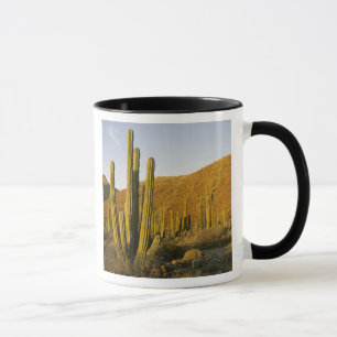 Mexiko, Baja, Santa Catalina Insel, Meer Tasse