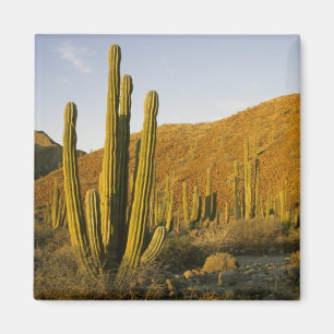 Mexiko, Baja, Santa Catalina Island, Meer Magnet