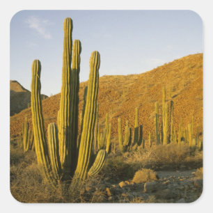 Mexiko, Baja, Santa Catalina Island, Meer Quadratischer Aufkleber