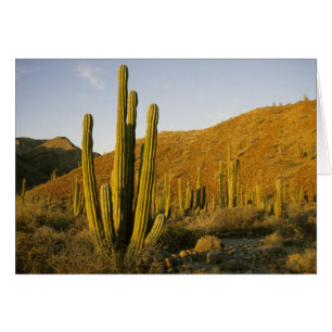 Mexiko, Baja, Santa Catalina Island, Meer von