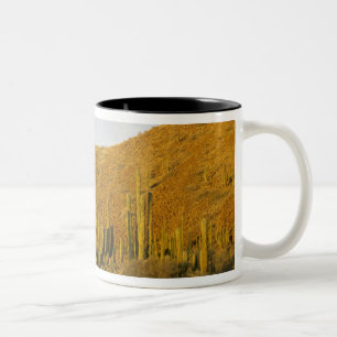 Mexiko, Baja, Santa Catalina Island, Meer Zweifarbige Tasse
