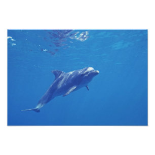 Mexiko, Cozumel. Bottlenosed Dolphin Fotodruck