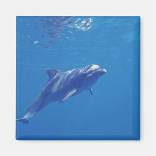 Mexiko, Cozumel. Bottlenosed Dolphin Magnet