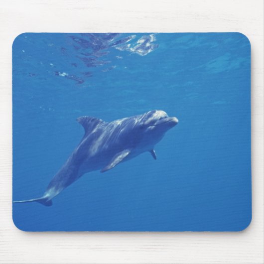 Mexiko, Cozumel. Bottlenosed Dolphin Mousepad (Vorne)
