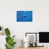 Mexiko, Cozumel. Bottlenosed Dolphin Poster (Heimbüro)