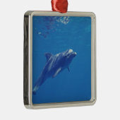 Mexiko, Cozumel. Bottlenosed Dolphin Silbernes Ornament (Rechts)