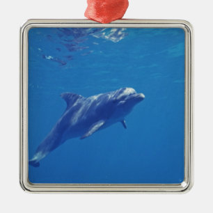 Mexiko, Cozumel. Bottlenosed Dolphin Silbernes Ornament