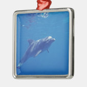 Mexiko, Cozumel. Bottlenosed Dolphin Silbernes Ornament (Links)