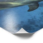 Mexiko, Cozumel. Dolphin Bottlenosed, Tursiops Fotodruck (Ecke)