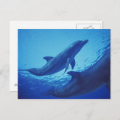 Mexiko, Cozumel. Dolphin Bottlenosed, Tursiops Postkarte (Vorne/Hinten)
