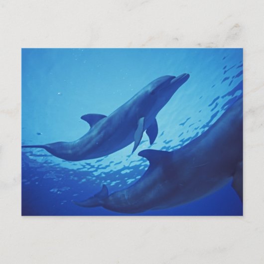Mexiko, Cozumel. Dolphin Bottlenosed, Tursiops Postkarte (Vorderseite)