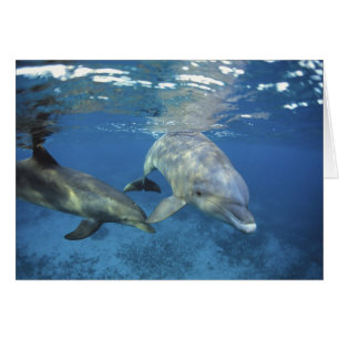 Mexiko, Cozumel. Dolphin in Flaschen 5