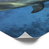 Mexiko, Cozumel. Dolphin in Flaschen 5 Poster (Ecke)