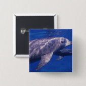 Mexiko, Cozumel. Dolphin in Flaschen, Tursiops 2 Button (Vorne & Hinten)