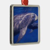 Mexiko, Cozumel. Dolphin in Flaschen, Tursiops 2 Silbernes Ornament (Rechts)