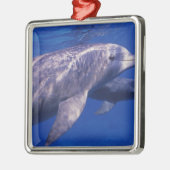 Mexiko, Cozumel. Dolphin in Flaschen, Tursiops 2 Silbernes Ornament (Links)