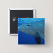 Mexiko, Cozumel. Dolphin in Flaschen, Tursiops 4 Button (Vorne & Hinten)