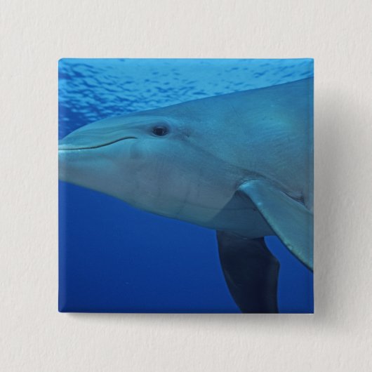Mexiko, Cozumel. Dolphin in Flaschen, Tursiops 4 Button (Vorderseite)