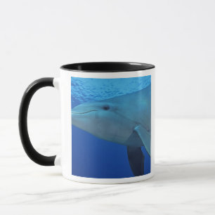 Mexiko, Cozumel. Dolphin in Flaschen, Tursiops 4 Tasse