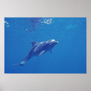 Mexiko, Cozumel. Großer Tümmler Poster