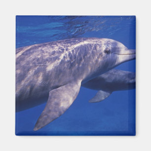 Mexiko, Cozumel. Großer Tümmler, Tursiops 2 Magnet
