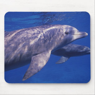 Mexiko, Cozumel. Großer Tümmler, Tursiops 2 Mousepad