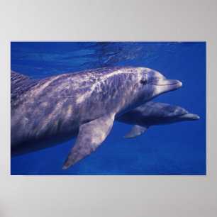 Mexiko, Cozumel. Großer Tümmler, Tursiops 2 Poster