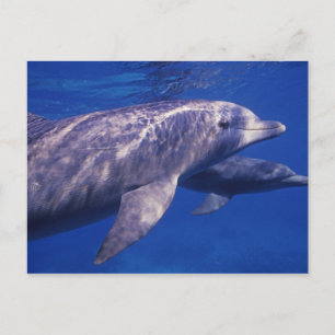 Mexiko, Cozumel. Großer Tümmler, Tursiops 2 Postkarte