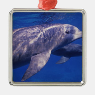 Mexiko, Cozumel. Großer Tümmler, Tursiops 2 Silbernes Ornament